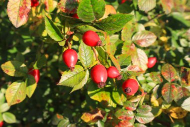 Gül kalça bir dala yakın çekim