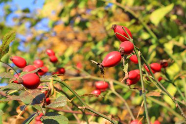 Gül kalça bir dala yakın çekim