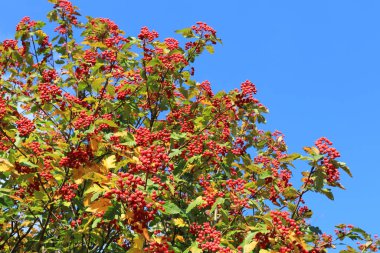 Hawthorn Zbigniew bir dalda