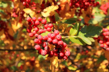Hawthorn Zbigniew bir dalda