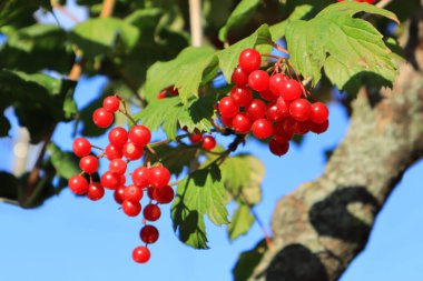 Bir dalda kırmızı olgun Viburnum