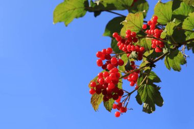 Bir dalda kırmızı olgun Viburnum