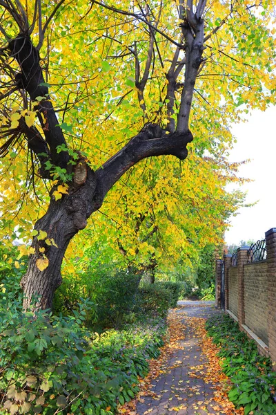 Road Yellow Autumn Tree Sunny Day — Stock Photo, Image