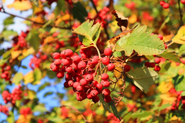 Hawthorn Zbigniew Een Tak — Stockfoto