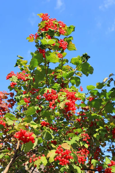 Vörösen Érett Viburnum Egy Ágon — Stock Fotó