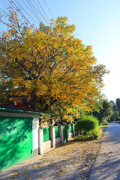 Private House Bright Yellow Tree Sunny Autumn Day — Stock Photo, Image