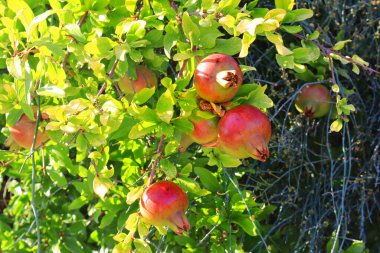 Ağaç dallarında olgun kırmızı nar meyveleri