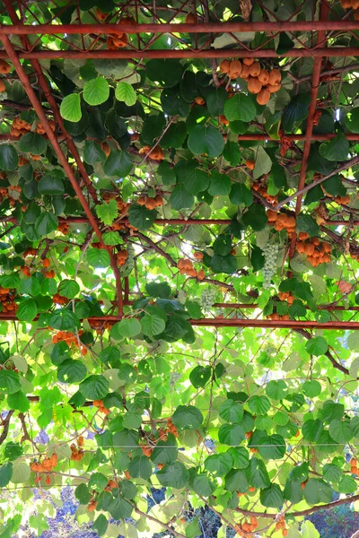 Velký Shluk Kiwi Ovoce Stromě Slunečného Dne — Stock fotografie