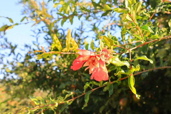 Flor Roja Floración Granada — Foto de Stock