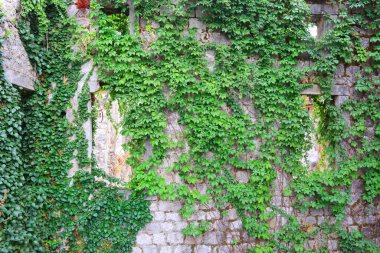 Sarmaşık yeşili yapraklı taş duvar