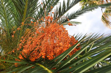 Hurma ağacı ya da Phoenix Dactylifera