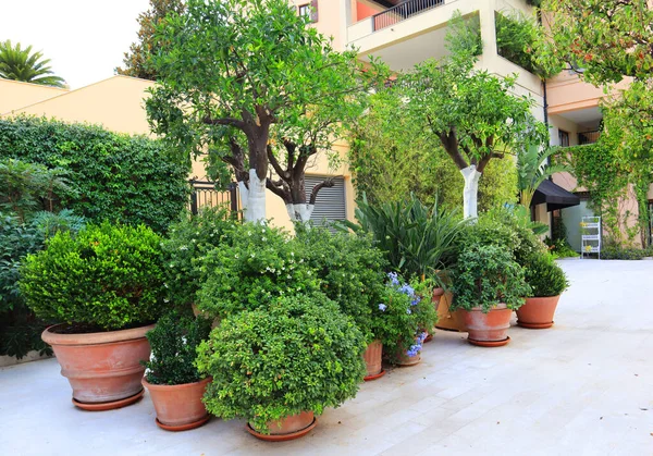 Huge Decorative Pots Plants Street Tivat Montenegro — Stock Photo, Image