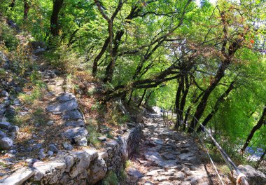 Karadağ 'daki Ostrog manastırına giden bir ormanda yürüyüş yapmak