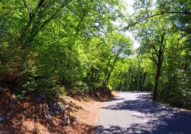 Karadağ 'daki Ostrog manastırına giden bir ormanda yürüyüş yapmak