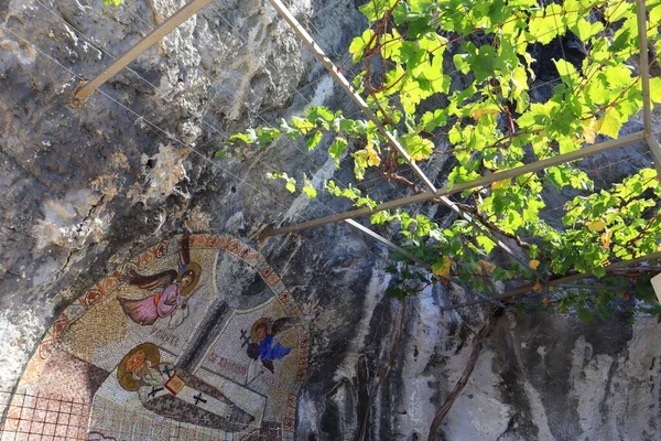 Чудова Виноградна Лоза Острозькому Монастирі Чорногорії — стокове фото
