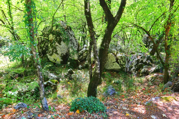 モンテネグロのオストログ修道院への森のハイキングコース — ストック写真