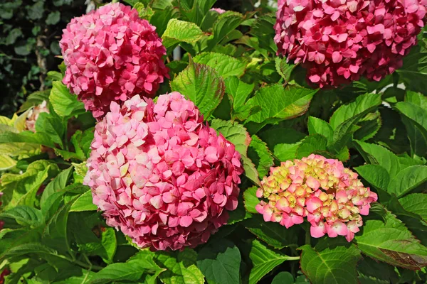 Закройте Вид Цветущий Розовый Гималайский Цветок — стоковое фото