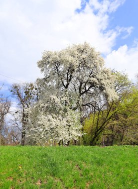 Mavi gökyüzünün önünde açan kiraz ağacı