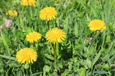 Güneşli bir günde karahindiba ile arka plan