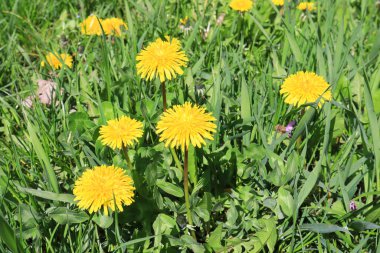 Güneşli bir günde karahindiba ile arka plan