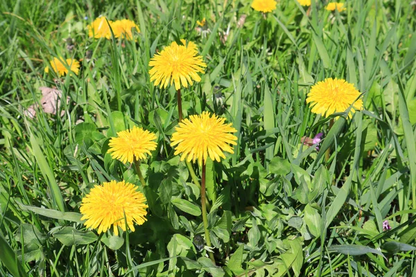 Güneşli bir günde karahindiba ile arka plan