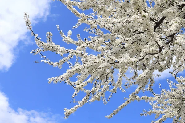 Blooming Cherry Tree Front Blue Sky — стоковое фото