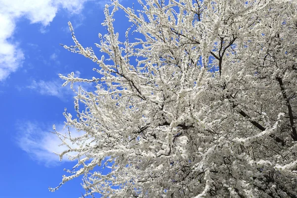 Virágzó Cseresznyefa Kék Előtt — Stock Fotó