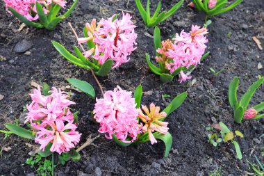 Parktaki Hyacinthus Orientalis 'in yakın görüntüsü
