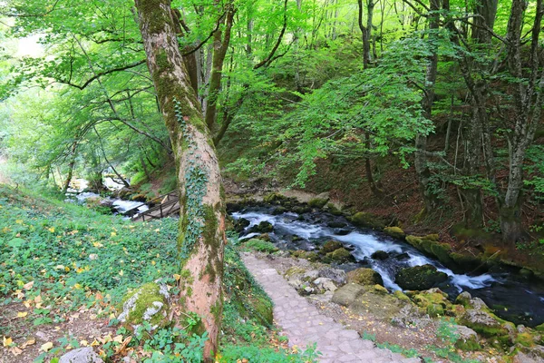 Foreast Stream Dia Verão — Fotografia de Stock