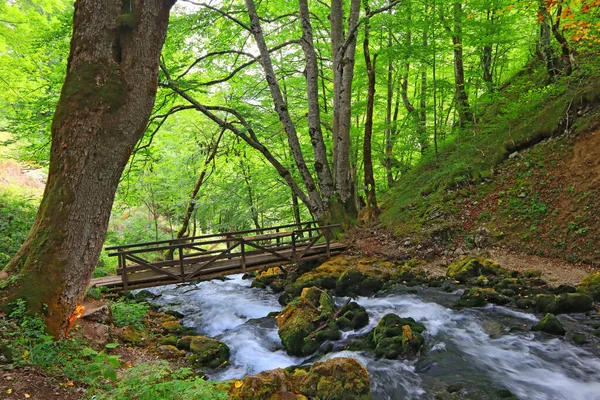 Paisagem Com Ponte Córrego Foreast Dia Verão — Fotografia de Stock