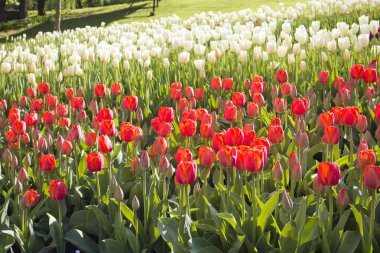 Field with colorful tulips in sunny day outside