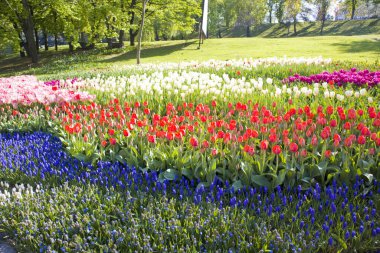 Kiev, Ukrayna Spivoche Kutbu'ndaki çiçek Sergisi
