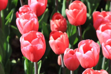 Dışarıda güneşli bir günde pembe laleli bir tarla.