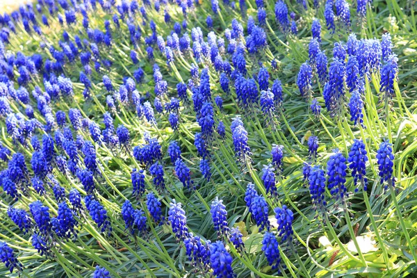 Campo Con Azul Muscari Neglectum Guss Día Soleado — Foto de Stock