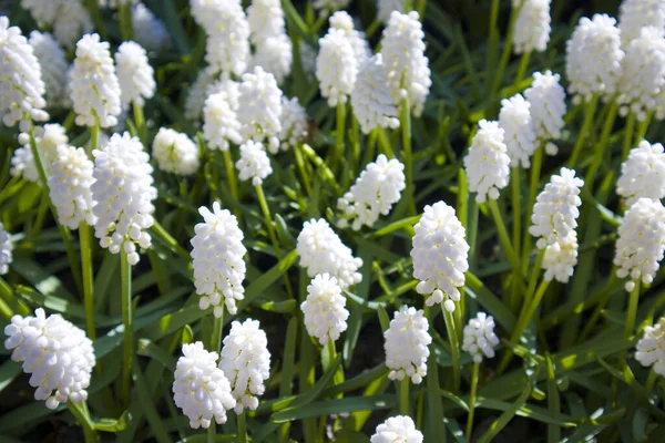 Field White Muscari Neglectum Guss Sunny Day — Stock Photo, Image