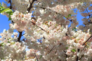Beyaz sakura çiçeklerinin dallarının yakın görüntüsü