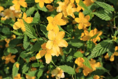 Bloomimg Kerria japonica 'nın yakın görüntüsü 