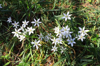 Kuşkonmazın ya da Ornithogalum Collinum 'un yakın görüntüsü