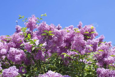 Mavi gökyüzünün önünde bir demet mor leylak çiçeği