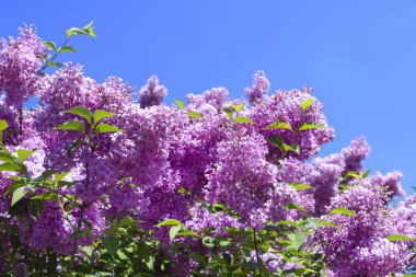 Mavi gökyüzünün önünde bir demet mor leylak çiçeği