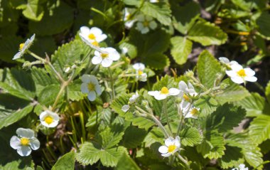 Güneşli bir günde açan yabanmersini.