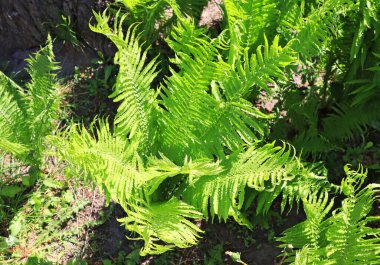 Matteuccia struthiopteris 'in yakın görüntüsü