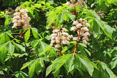 Güneşli bir günde beyaz kestane dalı