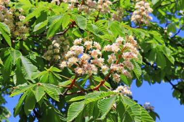 Güneşli bir günde beyaz kestane dalı
