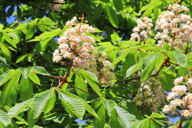 Güneşli bir günde beyaz kestane dalı