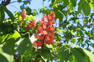 Güneşli bir günde pembe kestane dalı