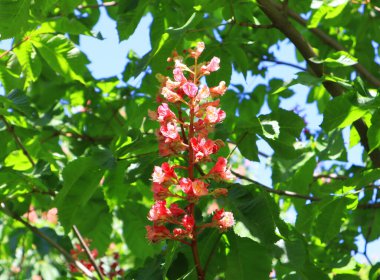 Güneşli bir günde pembe kestane dalı