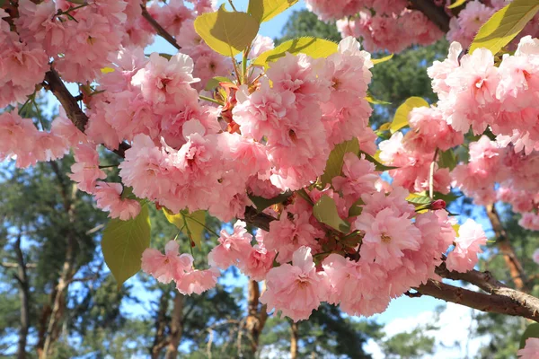 Close View Branch Pink Sakura Blossoms — Stock Photo, Image