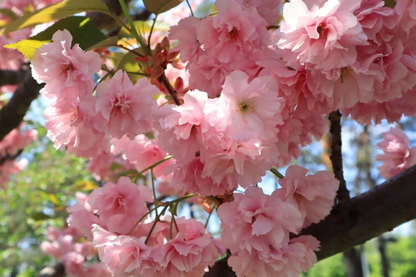 Vista Cerca Rama Flores Sakura Rosa — Foto de Stock