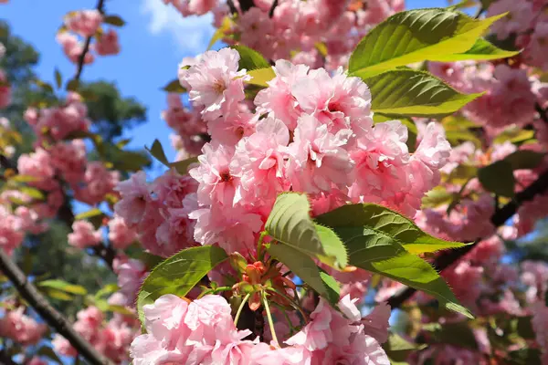 Vista Cerca Rama Flores Sakura Rosa — Foto de Stock